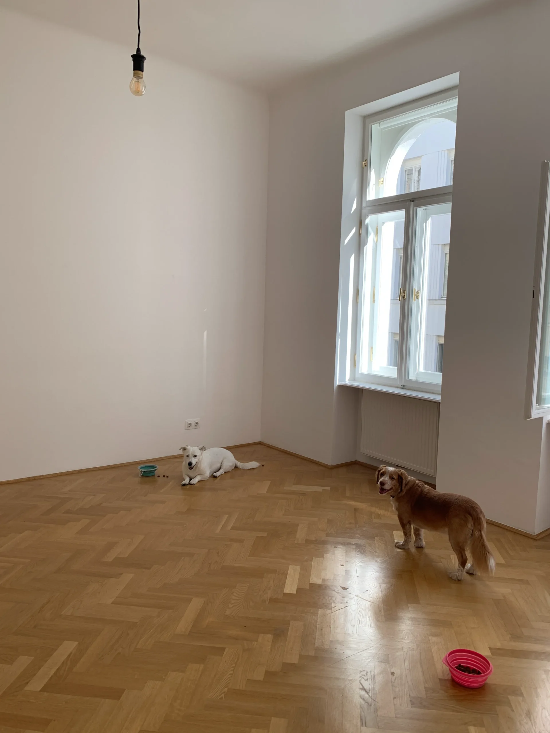 Before: empty room with herringbone parquet, a tall window and two dogs
