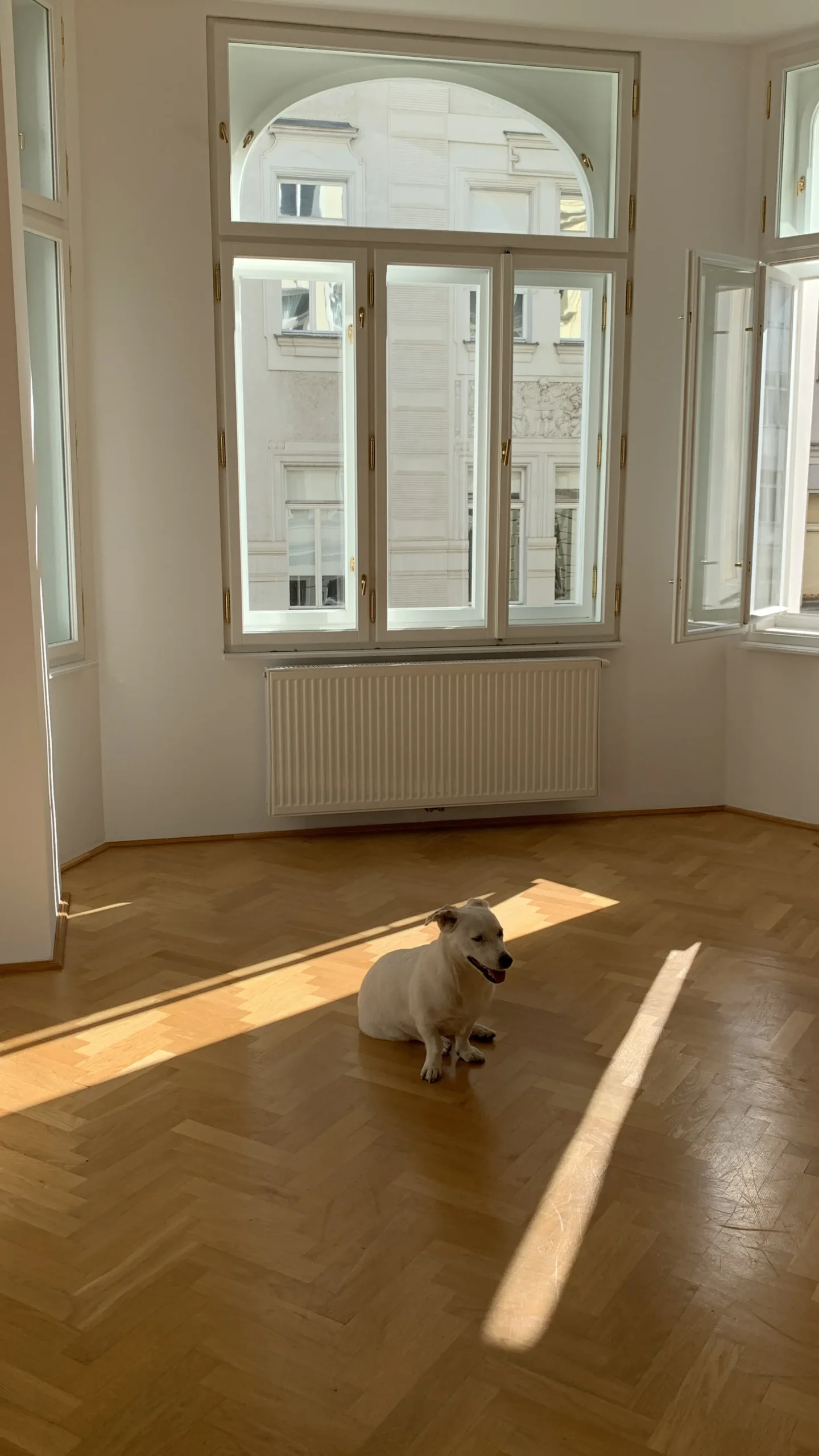 Before: sunlit empty corner room with an arched window and a small white dog on the parquet