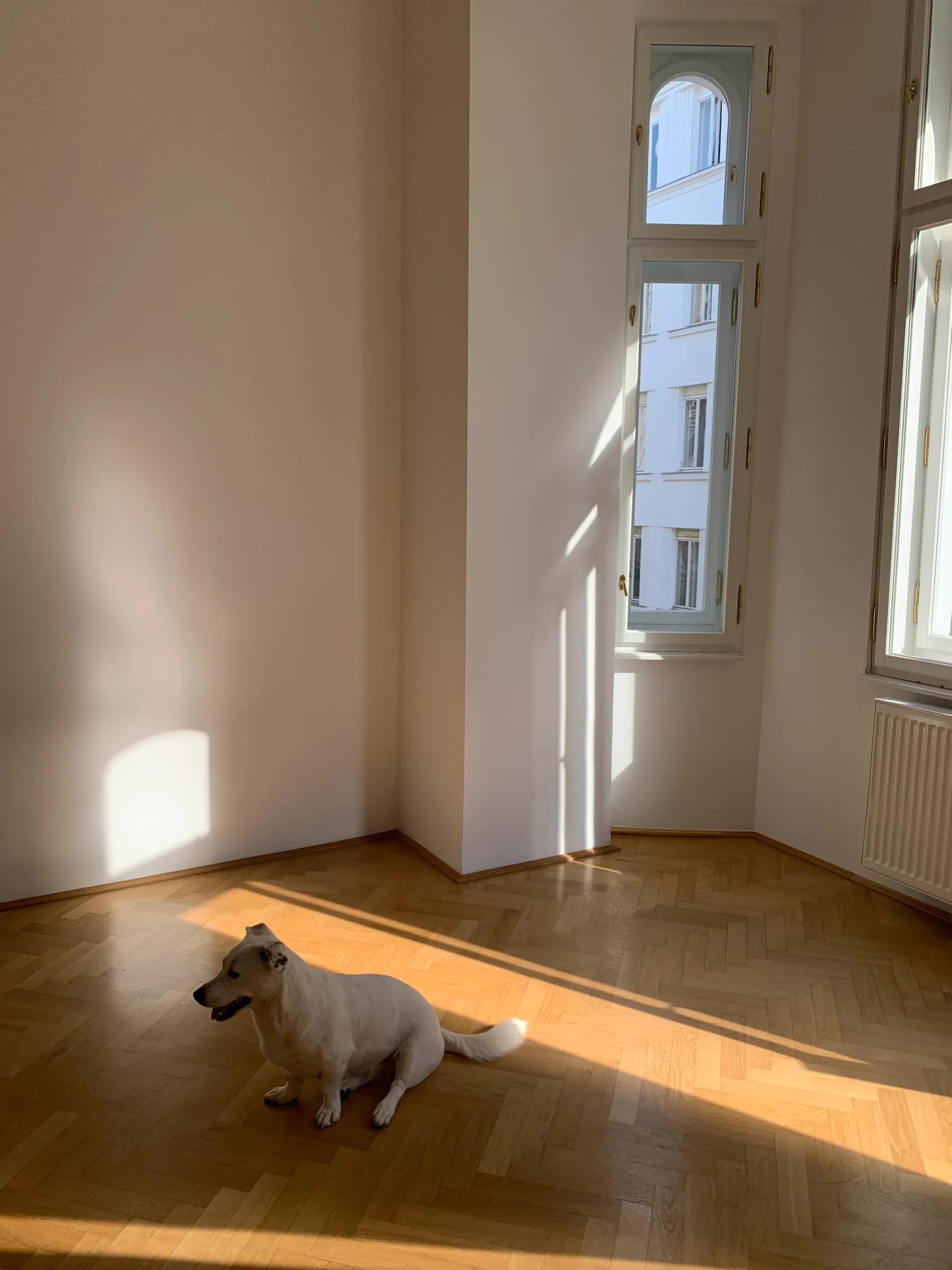 Before: bare room corner with sunlight across the herringbone floor and a dog resting