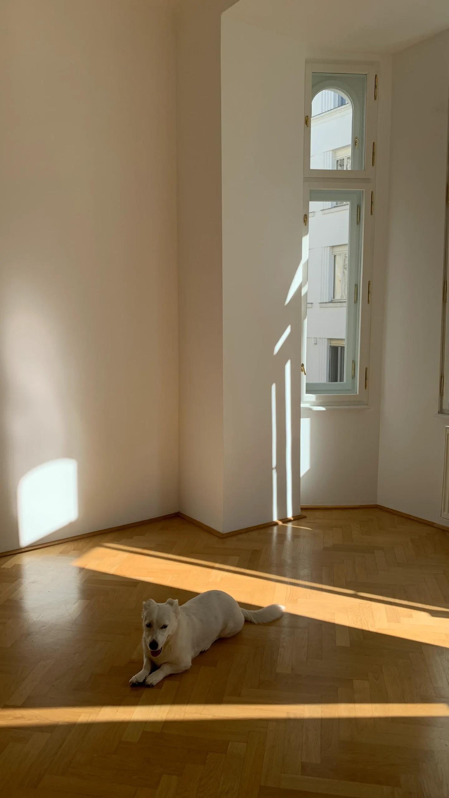 Before: empty room with a dog lying in a band of sunlight on the parquet